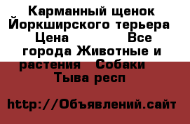 Карманный щенок Йоркширского терьера › Цена ­ 30 000 - Все города Животные и растения » Собаки   . Тыва респ.